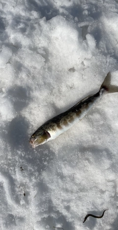 ホッケの釣果