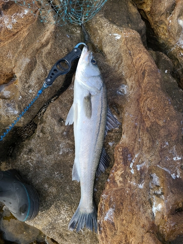 マルスズキの釣果