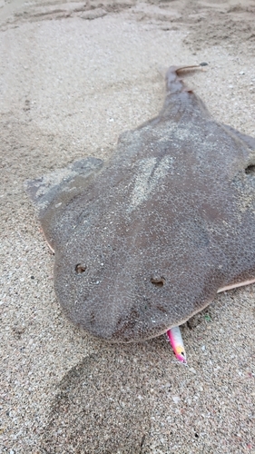 サメの釣果