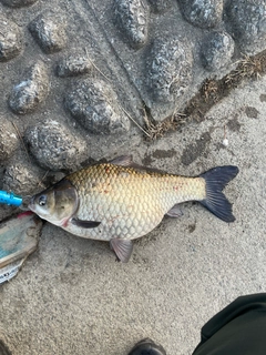 ヘラブナの釣果