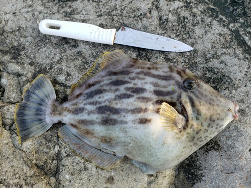 カワハギの釣果