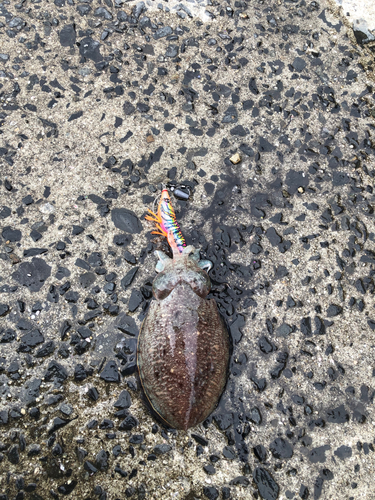 コウイカの釣果