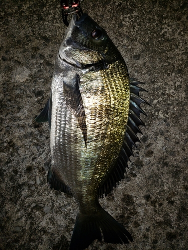 ミナミクロダイの釣果