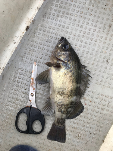 アオメバルの釣果