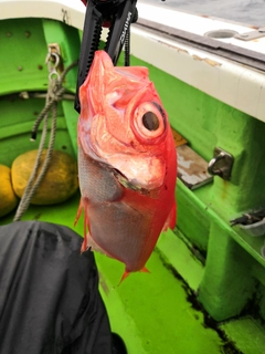 キンメダイの釣果