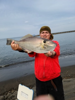 ウスバハギの釣果