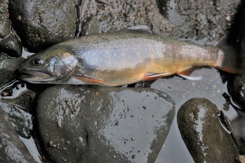 釣果