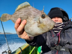 カワハギの釣果