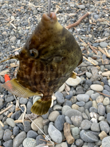 カワハギの釣果