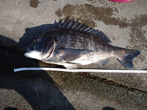 クロダイの釣果