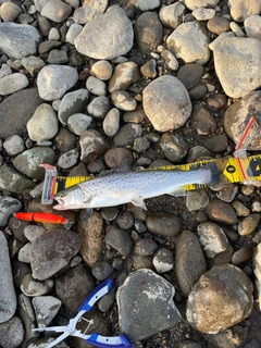 ブラウントラウトの釣果