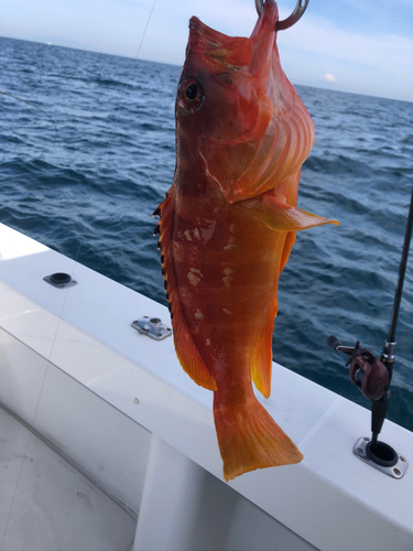 アカハタの釣果