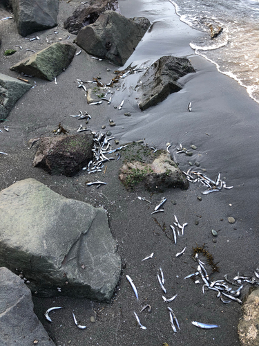 カタクチイワシの釣果