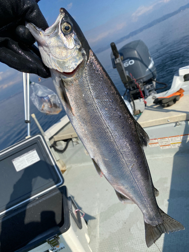 ビワマスの釣果