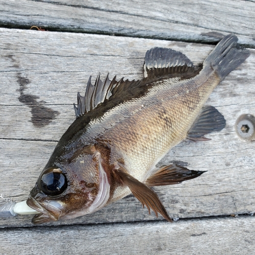 メバルの釣果