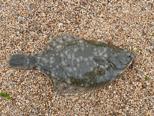 カレイの釣果