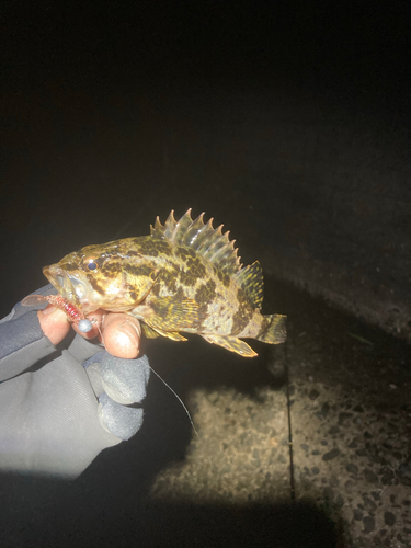 タケノコメバルの釣果