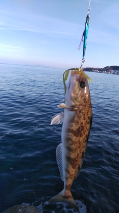 ホッケの釣果