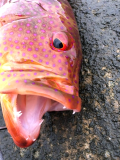 バラハタの釣果