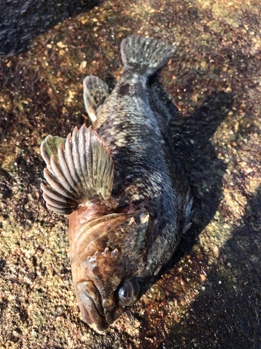 ムラソイの釣果