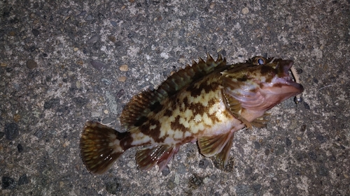 カサゴの釣果