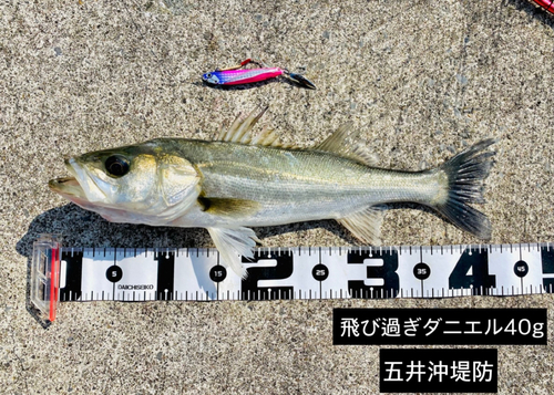 シーバスの釣果