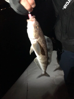 ホッケの釣果