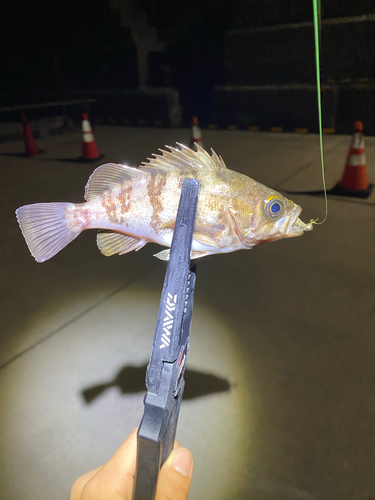 メバルの釣果