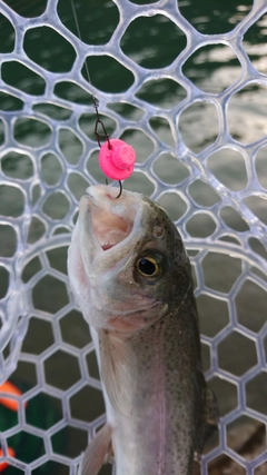 レインボートラウトの釣果