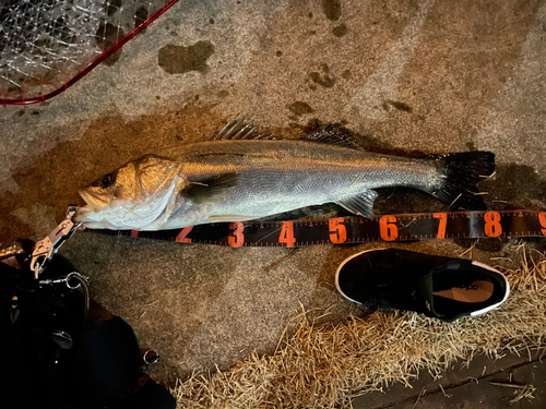 シーバスの釣果