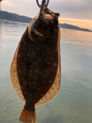 ヒラメの釣果