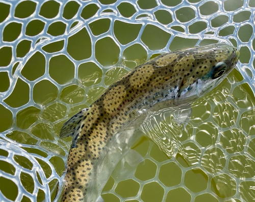 ニジマスの釣果