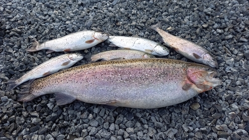 スチールヘッドの釣果