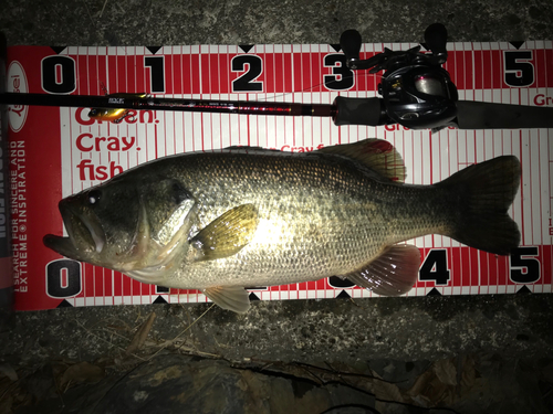 ブラックバスの釣果