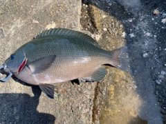 クチブトグレの釣果