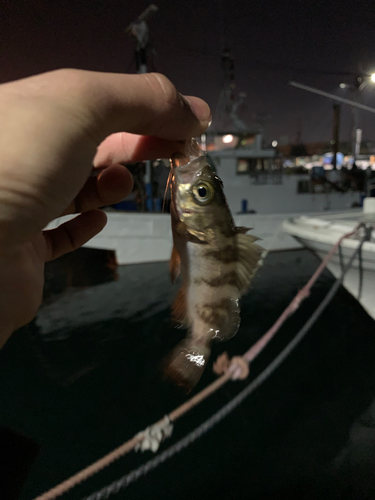 シロメバルの釣果