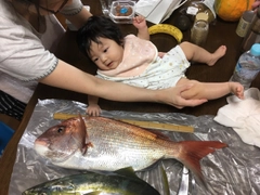 マダイの釣果