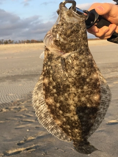 ソゲの釣果