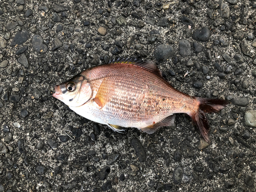 ウミタナゴの釣果