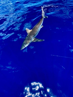 サメの釣果