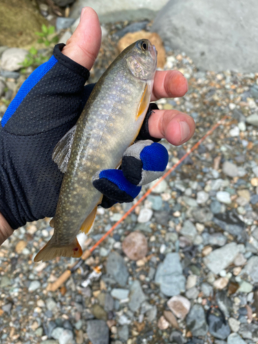 イワナの釣果