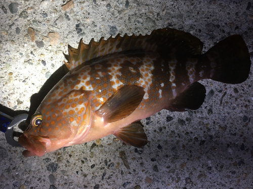 キジハタの釣果