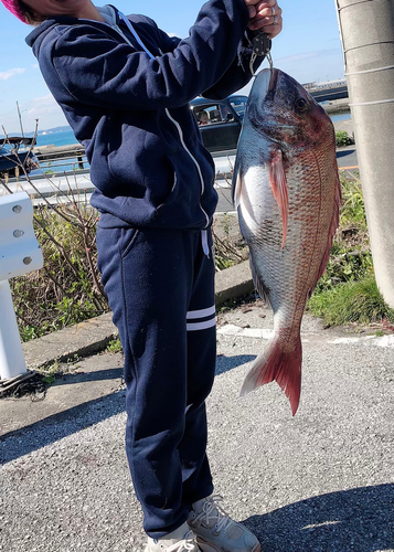 マダイの釣果