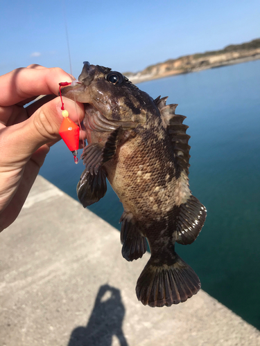 ソイの釣果