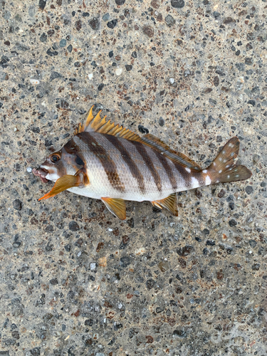 タカノハダイの釣果