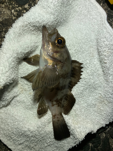 シロメバルの釣果