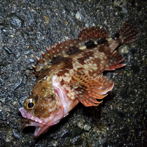 カサゴの釣果