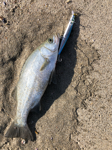 ヒラスズキの釣果