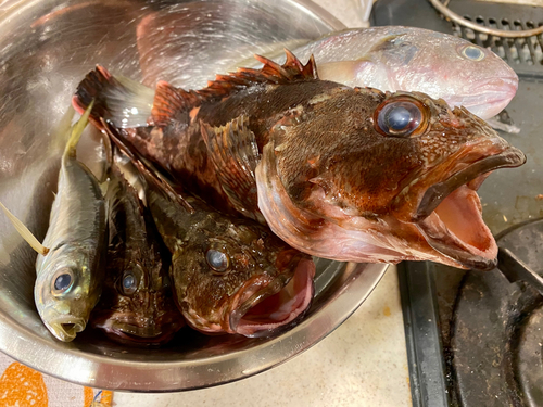 カサゴの釣果