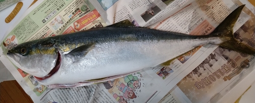 ワラサの釣果